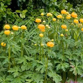 Купальница Trollius х ‘Orange Princess’